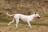 DOGUE ARGENTIN 233